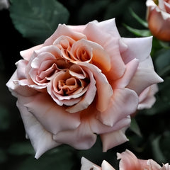 Latte Art Rose Plant