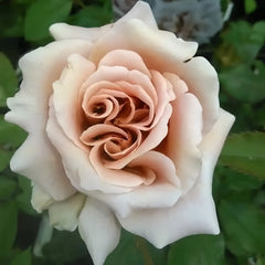 Latte Art Rose Plant