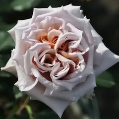 Latte Art Rose Plant