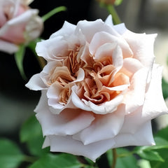 Latte Art Rose Plant