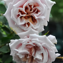 Latte Art Rose Plant