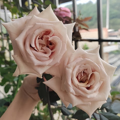 Latte Art Rose Plant