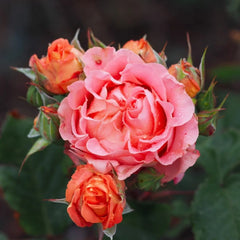 Laurent Cabrol Rose Plant