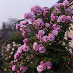 Lavender Bouquet Rose