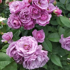 Lavender Bouquet Rose
