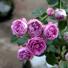 Lavender Bouquet Rose