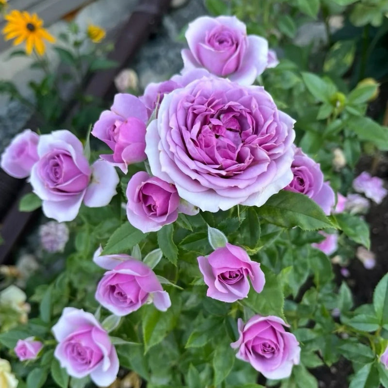 Lavender Bouquet Rose
