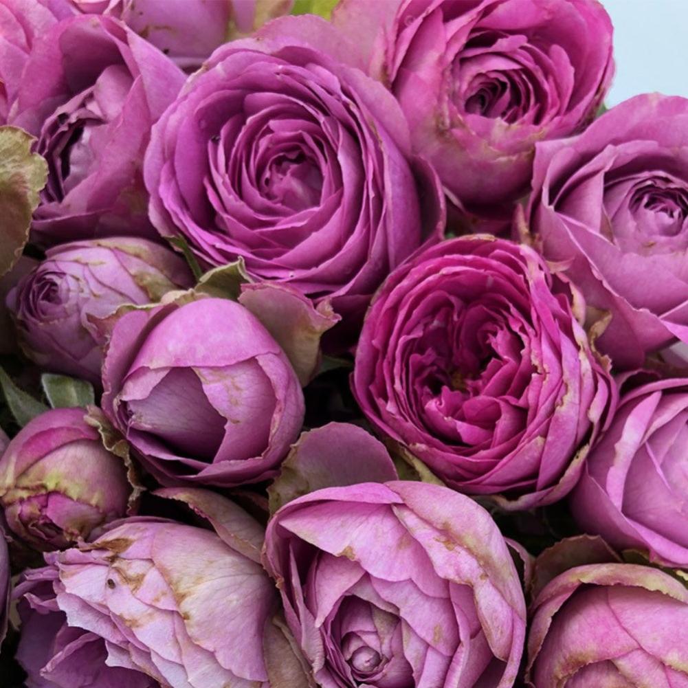 rose lavender plant Gorgeous Lavender Lace Rose Plant for a Stunning Rose Garden – Rose_Explosion