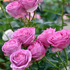 Gorgeous Lavender Lace Rose Plant for a Stunning Rose Garden