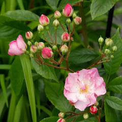 Lavender Siluetta Rose