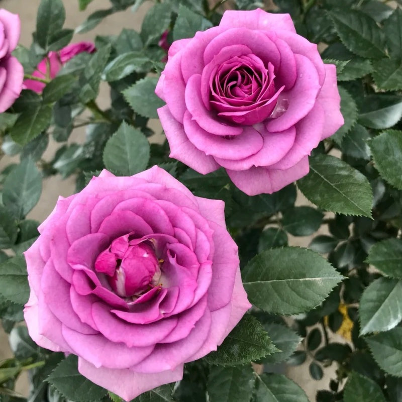 Lavender Flower Circus Rose – Miniature Floribunda Beauty