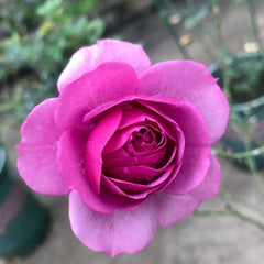 Lavender Flower Circus Rose – Miniature Floribunda Beauty