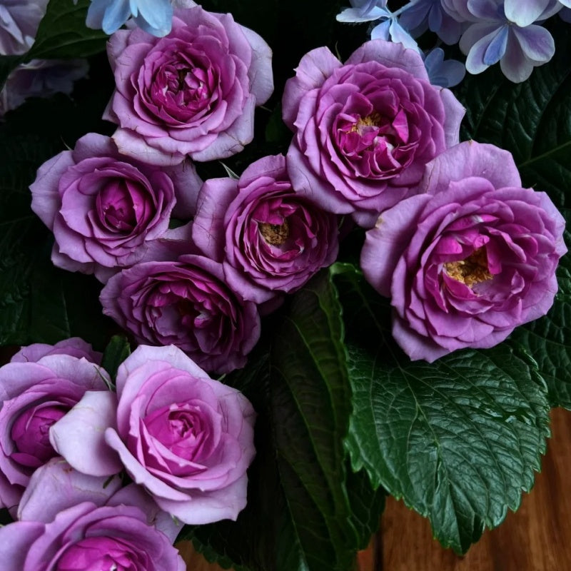 lavender rose tree Lavender Flower Circus Rose – Miniature Floribunda Beauty – Rose_Explosion
