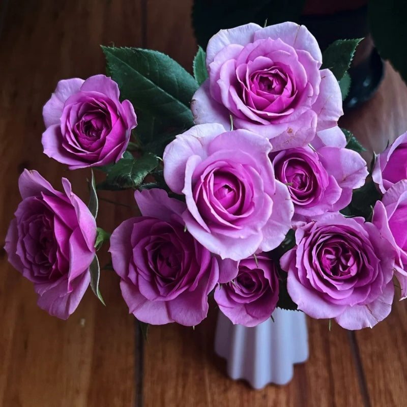 lavender roses plant Lavender Flower Circus Rose – Miniature Floribunda Beauty – Rose_Explosion