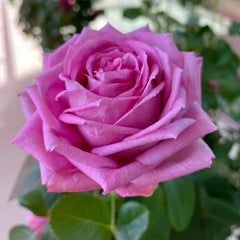 Gorgeous Lavender Lace Rose Plant for a Stunning Rose Garden