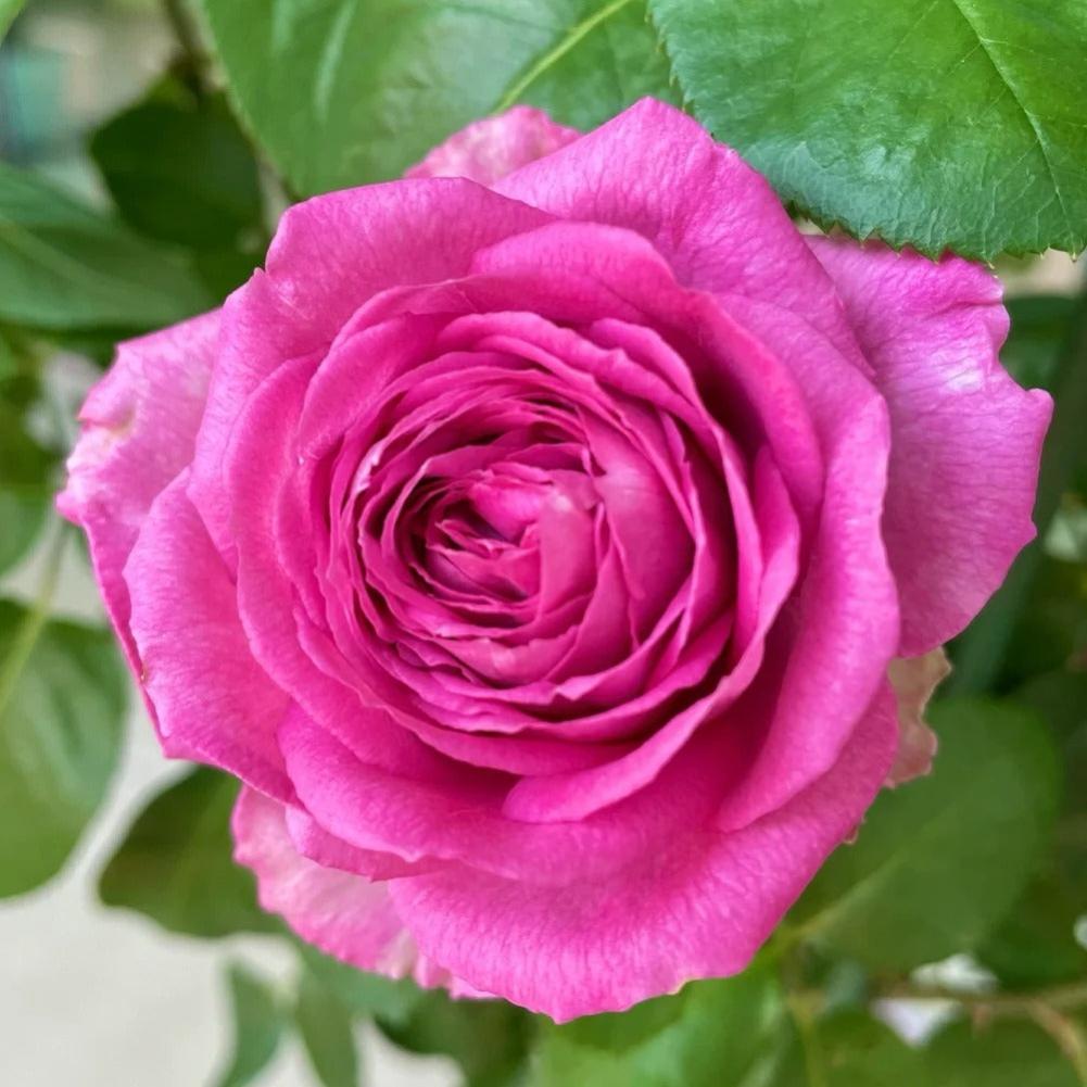 rose lavender plant Lavender Lace Rose Plant