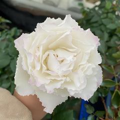 Le Blanc Rose Plant