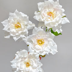 Le Blanc Rose Plant