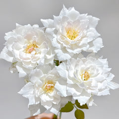 Le Blanc Rose Plant