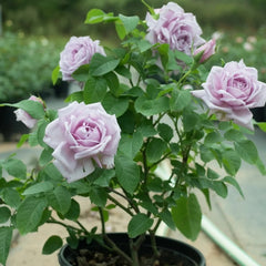 Le Ciel Bleu Rose: Rapid Growth, Repeated Blooms