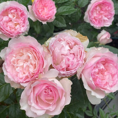 Le Rire Rose Plant