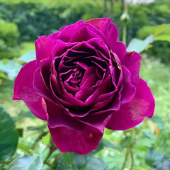 Le Temps Des Cerises Rose Plant