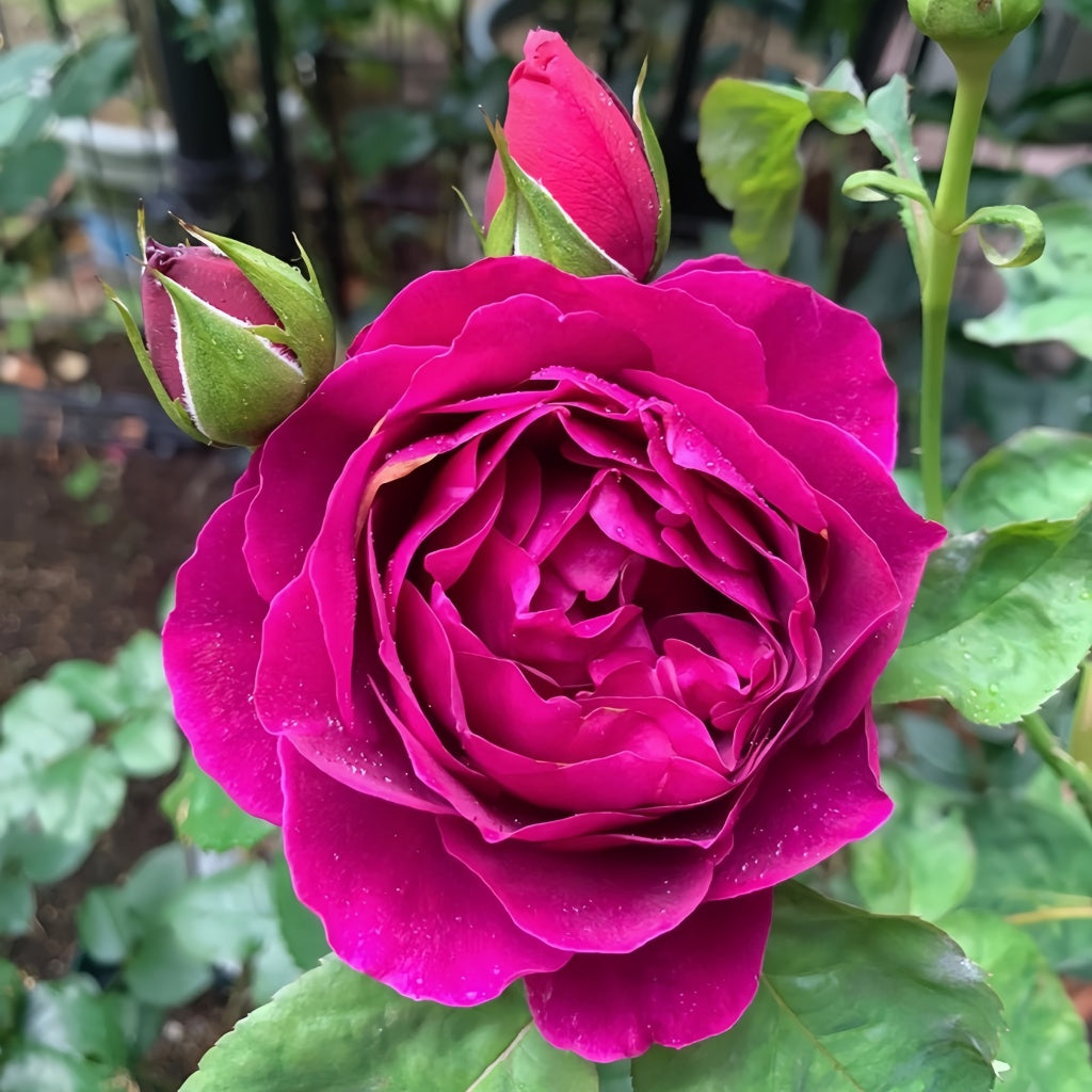 She Rises With Roses Le Temps Des Cerises Rose Plant|樱桃时节 – Rose_Explosion