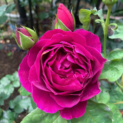 Le Temps Des Cerises Rose Plant