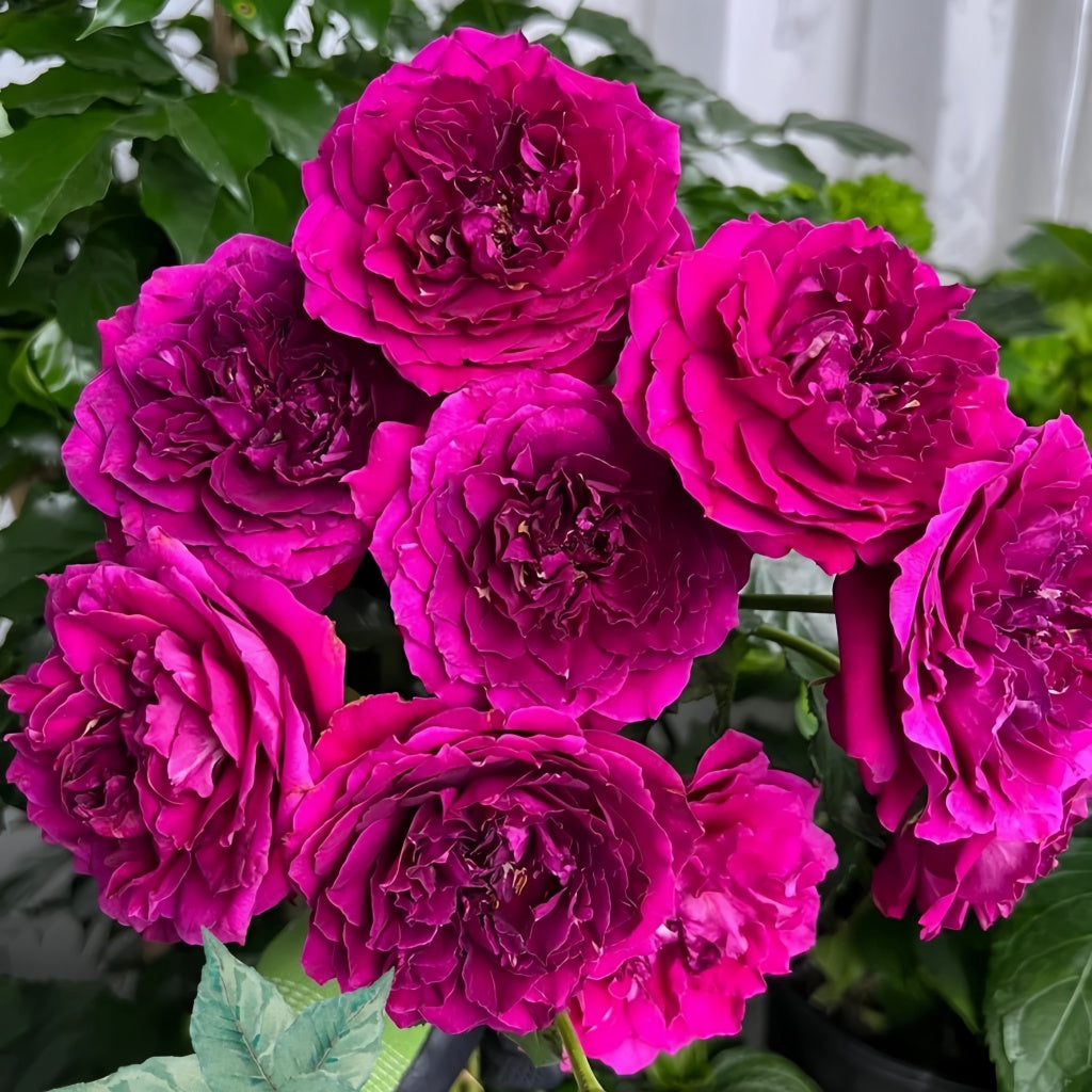 She Rises With Roses Le Temps Des Cerises Rose Plant|樱桃时节 – Rose_Explosion