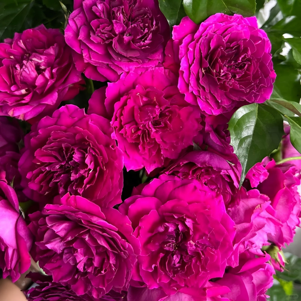 She Rises With Roses Le Temps Des Cerises Rose Plant|樱桃时节 – Rose_Explosion