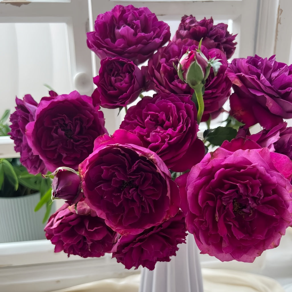 She Rises With Roses Le Temps Des Cerises Rose Plant|樱桃时节 – Rose_Explosion