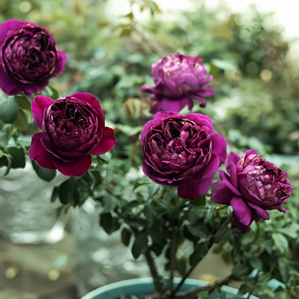 She Rises With Roses Le Temps Des Cerises Rose Plant|樱桃时节 – Rose_Explosion