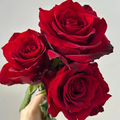 Legends Rose