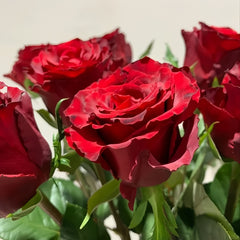 Legends Rose