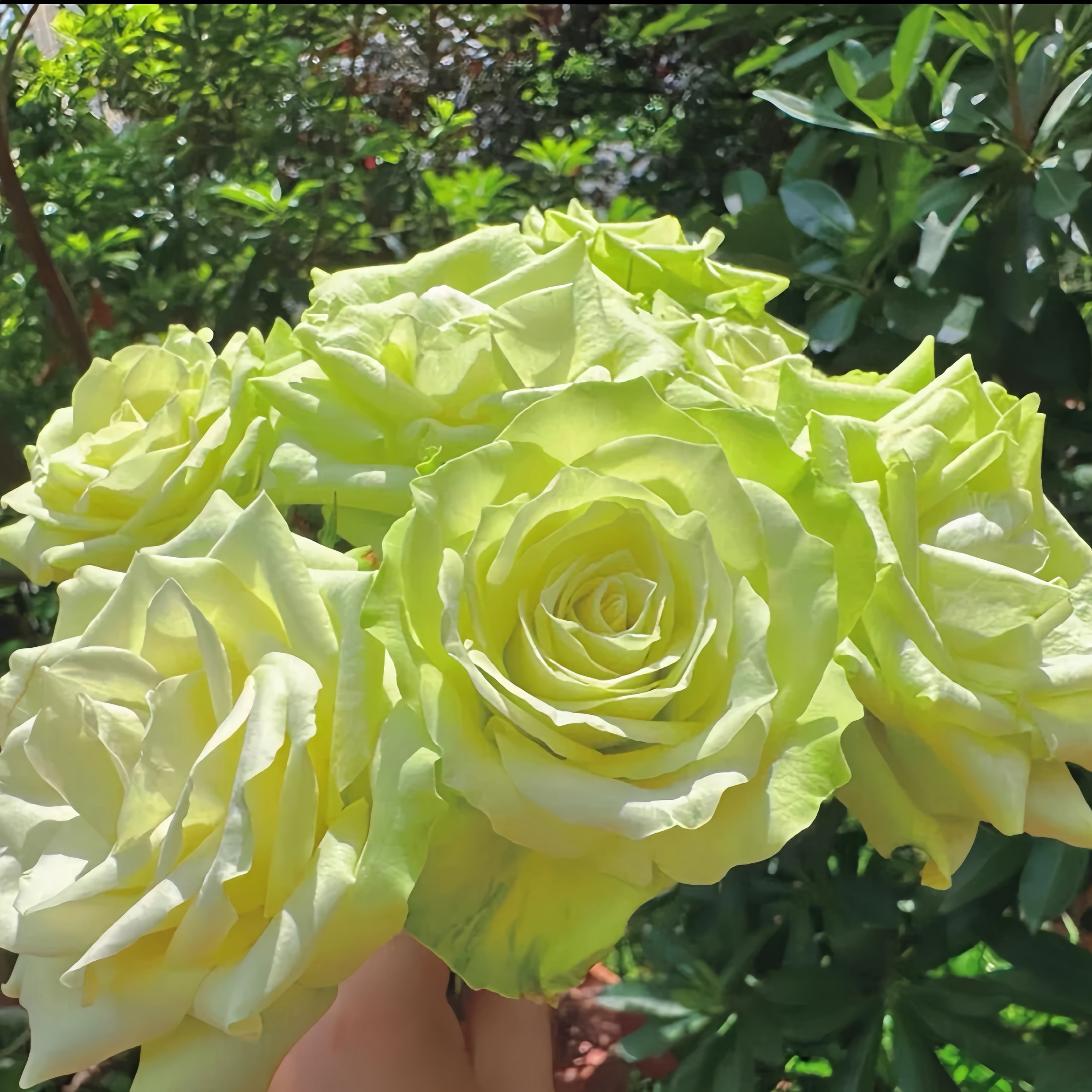 Lemonade Explosion Lemonade Rose Plant|柠檬水 – Rose_Explosion