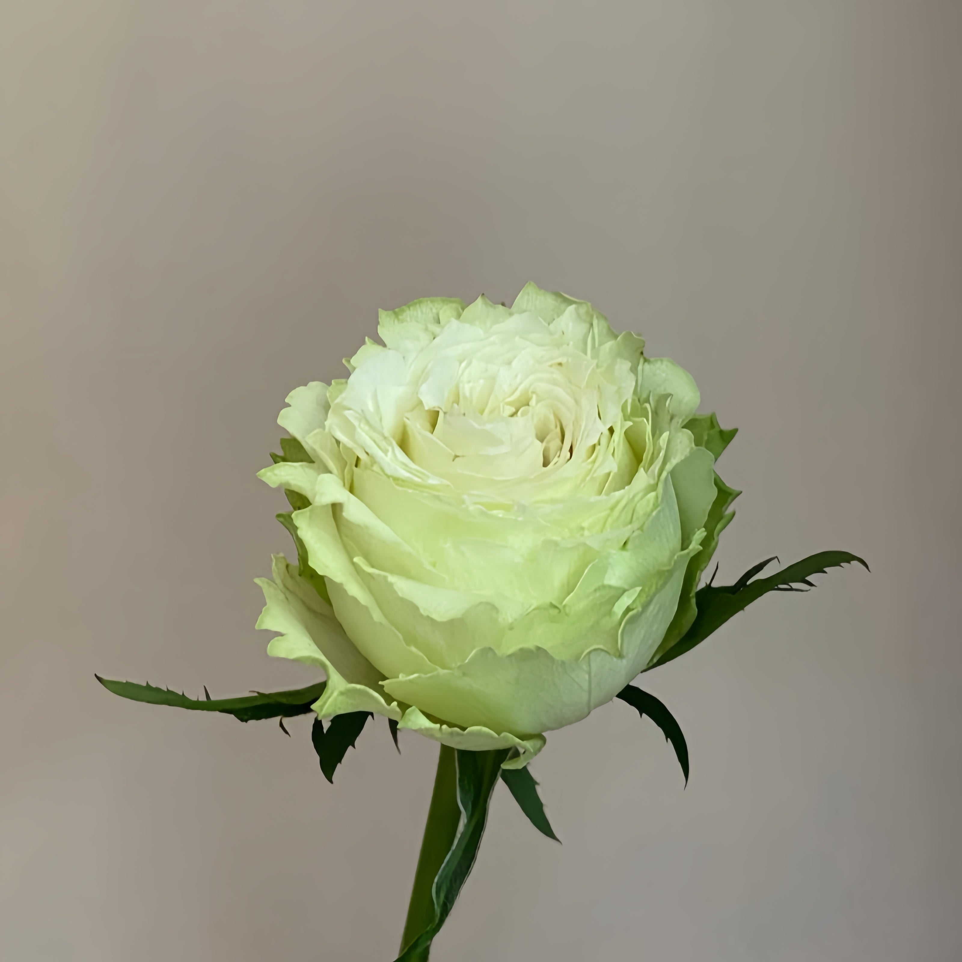 Lemonade Explosion Lemonade Rose Plant|柠檬水 – Rose_Explosion