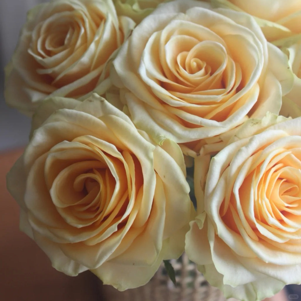 Lemonade Explosion Lemonade Rose Plant|莱蒙乃迪 – Rose_Explosion