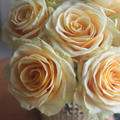 Lemonade Rose Plant|莱蒙乃迪