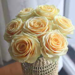 Lemonade Rose Plant|莱蒙乃迪