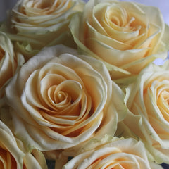 Lemonade Rose Plant|莱蒙乃迪