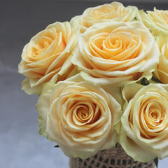 Lemonade Rose Plant|莱蒙乃迪
