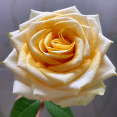 Lemonade Rose Plant|莱蒙乃迪