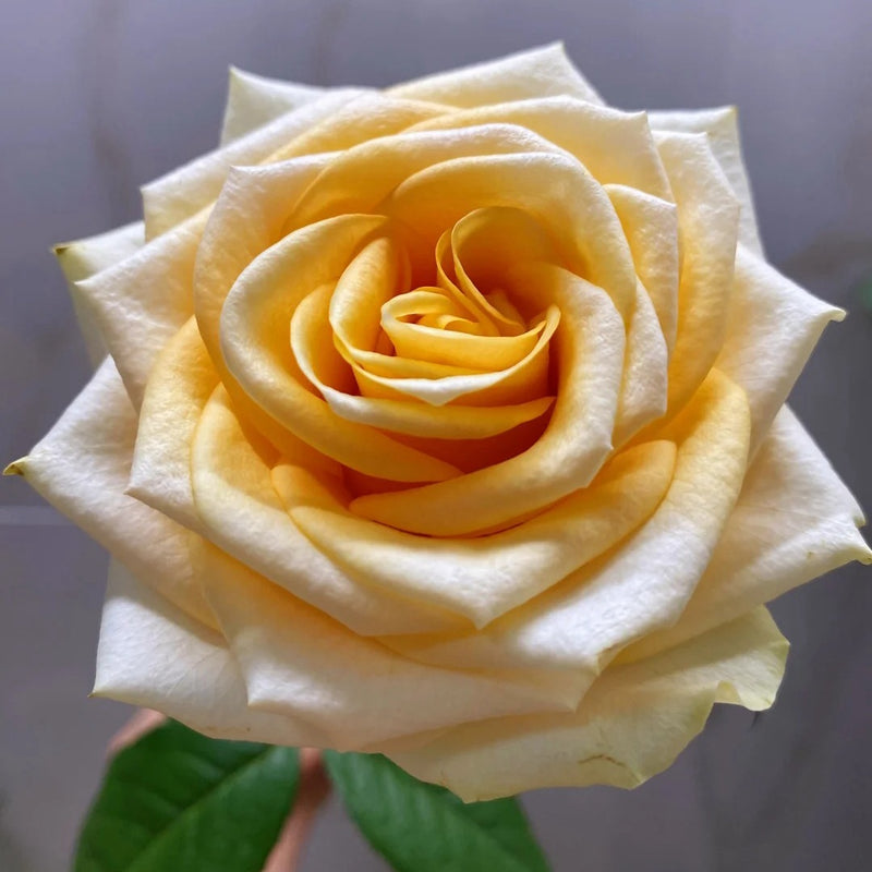 Lemonade Rose Plant|莱蒙乃迪