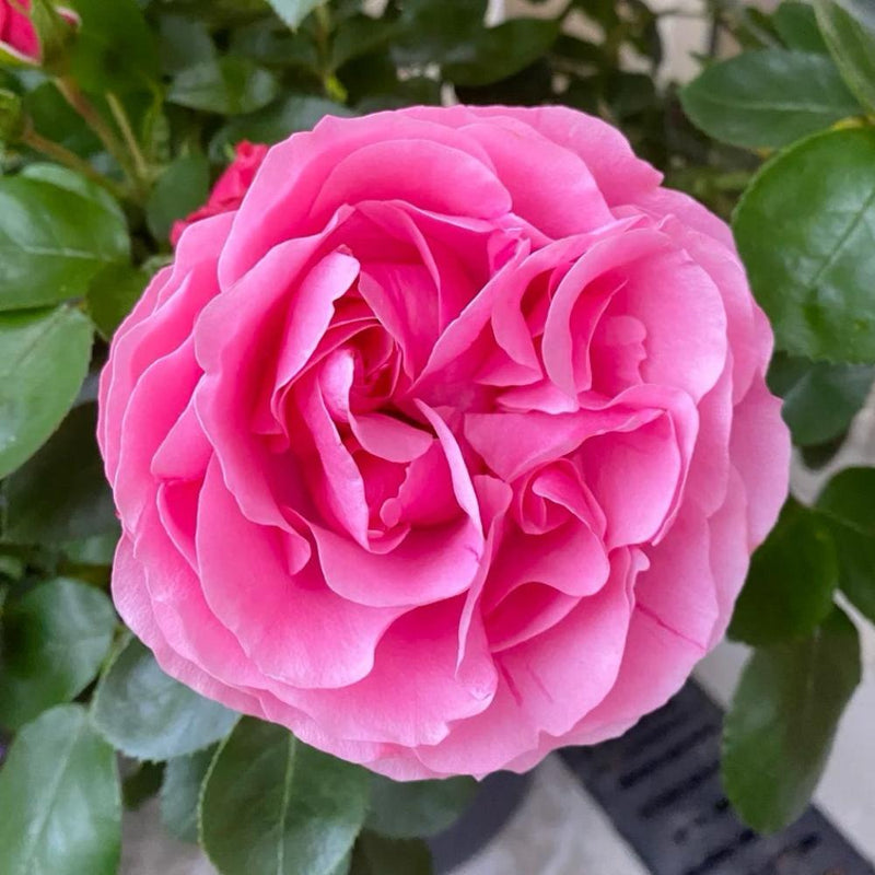 Stunning Leonardo da Vinci Rose Plant for a Classic Garden