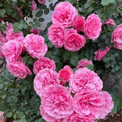 Stunning Leonardo da Vinci Rose Plant for a Classic Garden