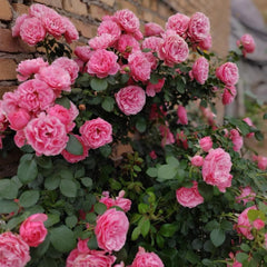 Stunning Leonardo da Vinci Rose Plant for a Classic Garden