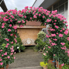 Stunning Leonardo da Vinci Rose Plant for a Classic Garden