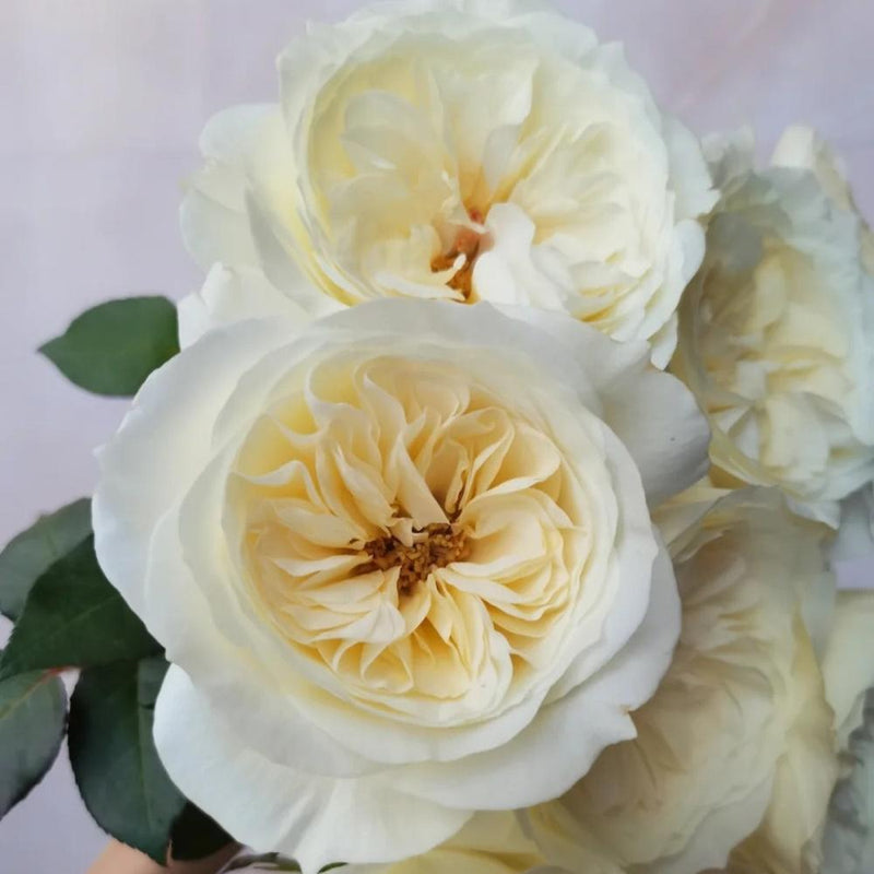 Lionora White Roses Austin Roses – Rose_Explosion