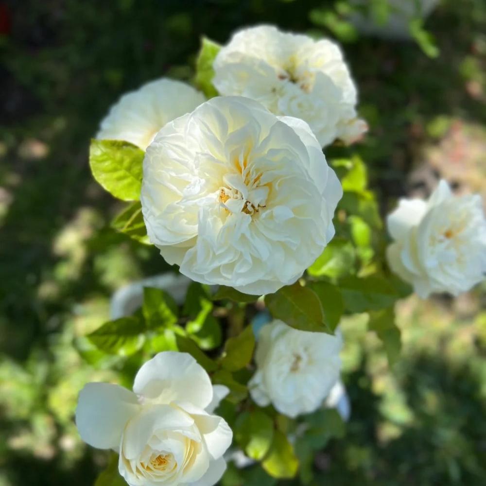 Lionora White Roses Leonora Rose – Timeless White Austin Elegance – Rose_Explosion