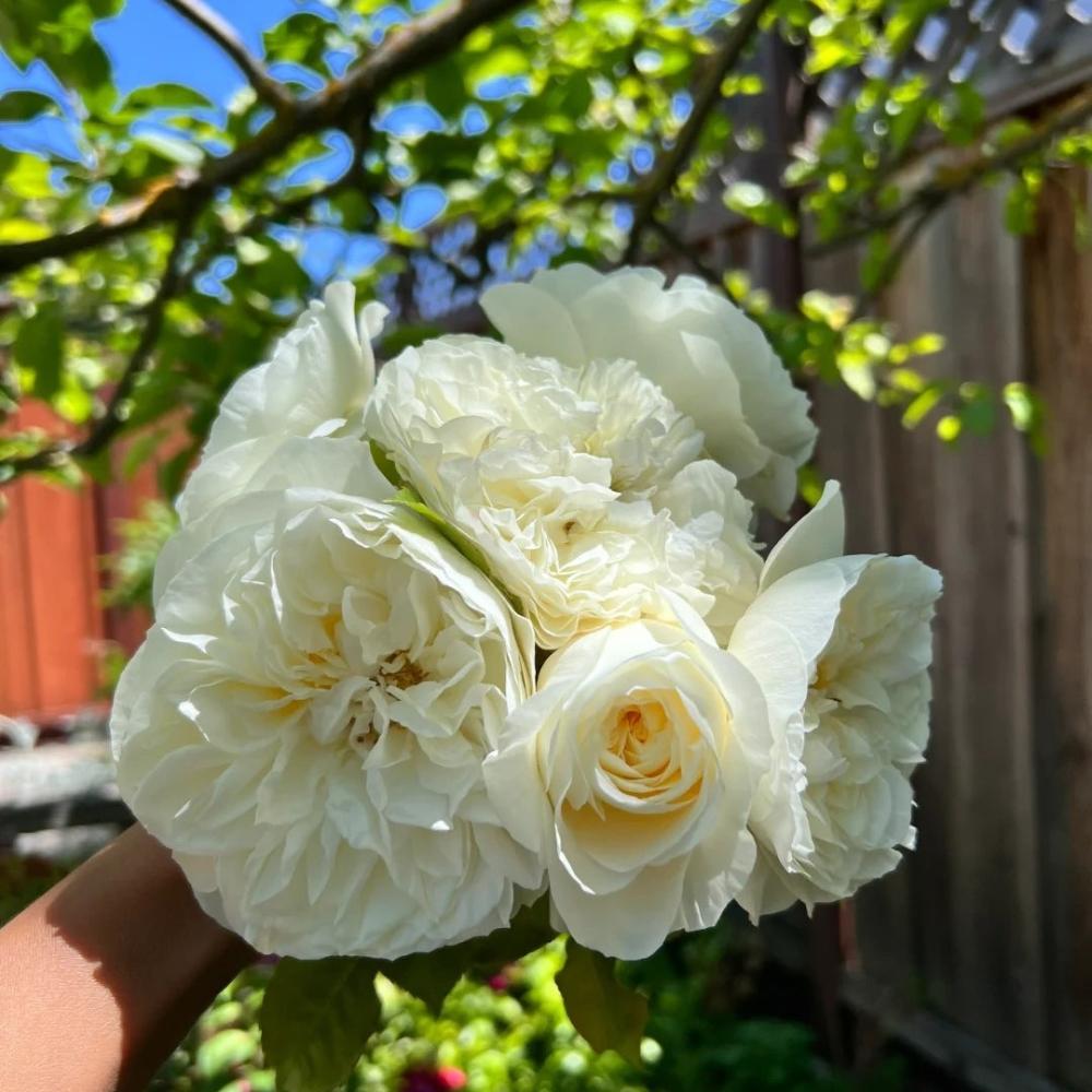 Lionora White Roses Leonora Rose – Timeless White Austin Elegance – Rose_Explosion